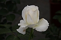 Festa delle rose_54